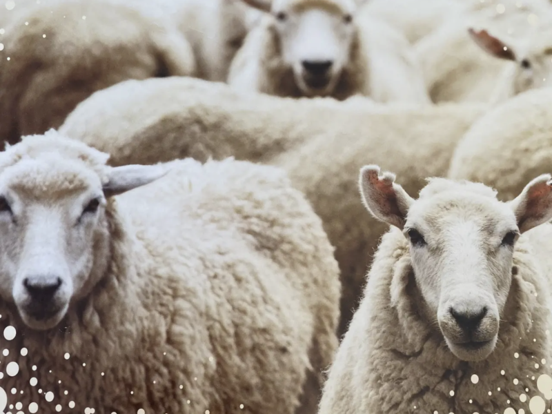 Ковдра на вовні Полуторного розмір 155х210 Якісна, тепла зимова ковдра ODA Код: 1088